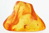 Detailed Fossil Wasp (Megalyridae) In Baltic Amber - Rare Family #325376-1